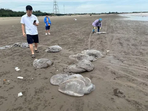 Hàng trăm tấn sứa dạt vào bờ biển, người dân Nam Định đổ xô vớt kiếm tiền triệu