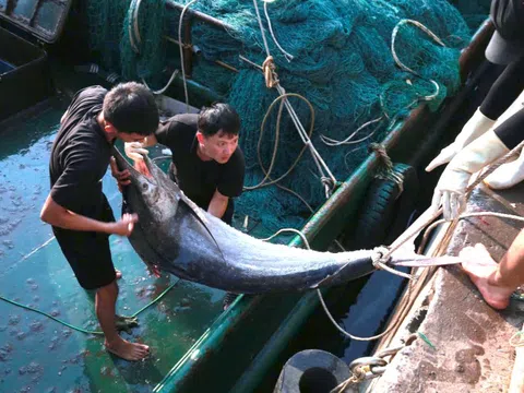 Ngư dân Nghệ An trúng đậm mẻ cá thu, cá kìm trị giá 700 triệu đồng