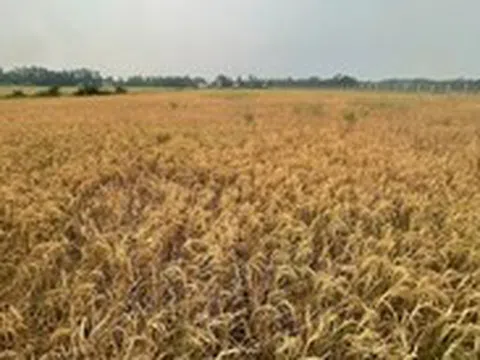 Vụ lúa chết gần cao tốc Cần Thơ - Cà Mau: Rửa mặn bằng nước mưa trước khi xuống giống vụ mới