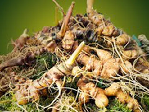 Nghề sâm Ngọc Linh là di sản văn hóa phi vật thể quốc gia