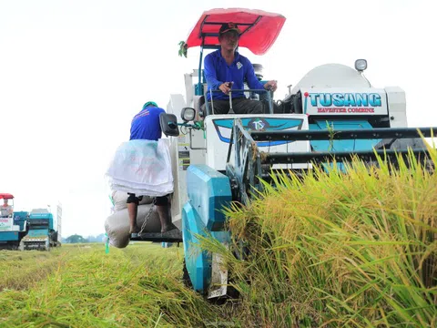 'Liên kết ở ĐBSCL kiểu tôi đặt cọc, tới vụ tôi lấy lúa, thế thôi'