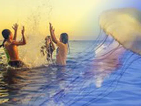 Mùa tắm biển, cẩn trọng với sứa lửa