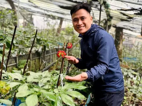 Kỹ sư bỏ công trường về vùng núi giúp bà con phát triển nguồn dược liệu