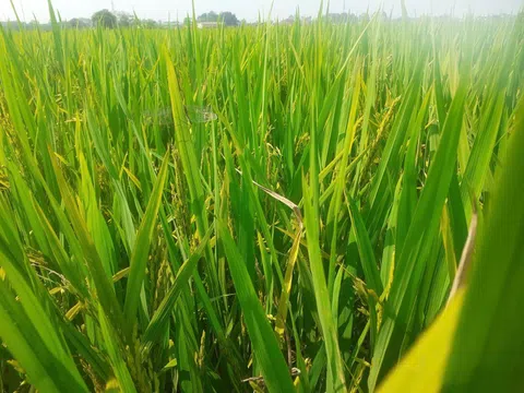 Lúa trổ bông nhưng không kết hạt ở Thanh Hóa