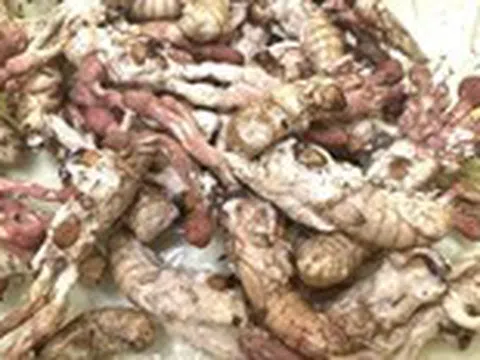 Ăn nấm mọc trên nhộng ve sầu vì nghĩ là đông trùng hạ thảo, bị ngộ độc nguy kịch