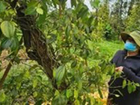 Giá tiêu xuất khẩu tăng mạnh, thị trường trong nước vẫn dè dặt