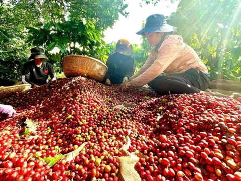 Việt Nam có cà phê đặc sản, giá cao gấp đôi mặt bằng thế giới