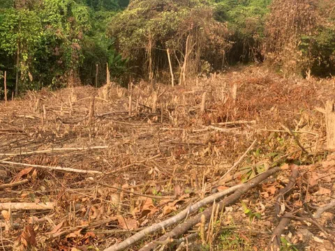 Quảng Bình: Chính quyền xã 'ngó lơ', mặc dân phá rừng tự nhiên để trồng keo