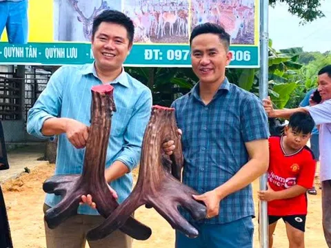 Cặp nhung nai hiếm có nặng gần 12kg hình mào gà vừa được 'chốt đơn'