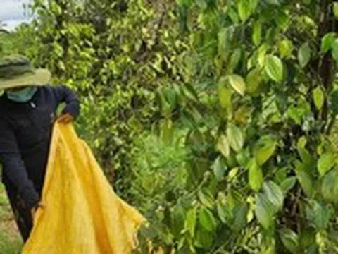 Giá tiêu liệu có giảm thêm, xuống dưới mốc 150.000 đồng?