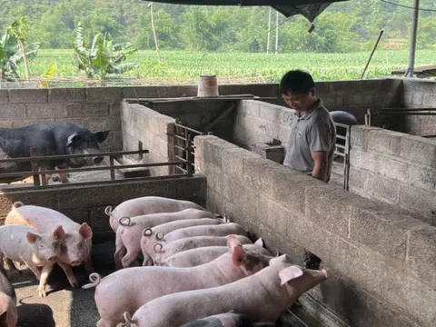 Thành phố Cao Bằng tiêu hủy gần 3 tấn lợn mắc dịch tả lợn châu Phi