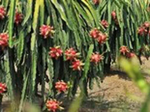 Bắt đầu đợt cao điểm kiểm tra chống hàng giả, hàng độc hại... thuộc mảng nông nghiệp