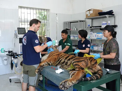 Chuyên gia nước ngoài kiểm tra sức khỏe 7 cá thể hổ đang nuôi cứu hộ tại Phong Nha-Kẻ Bàng