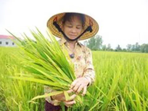 Hàng ngàn héc ta lúa ở Nghệ An lép hạt: 10 giống lúa ngoài cơ cấu