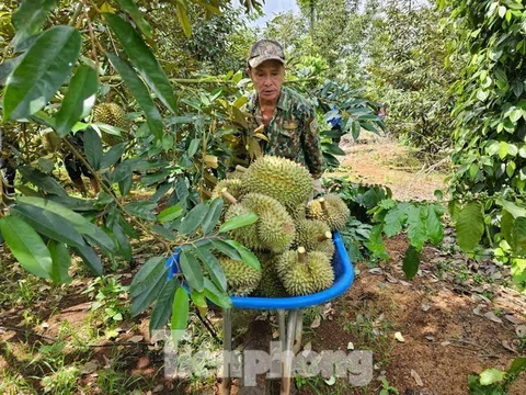 Sầu riêng Việt Nam đón tin vui