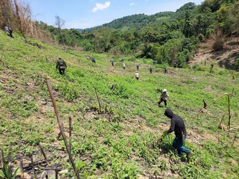 Quảng Bình: Cưỡng chế nhiều diện tích keo trồng trên đất rừng tự nhiên sau khi báo chí phản ánh