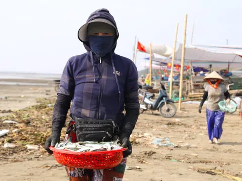 Mỏi tay gỡ cá tươi mỗi sáng, ngư dân Nghệ An thu nhập tiền triệu