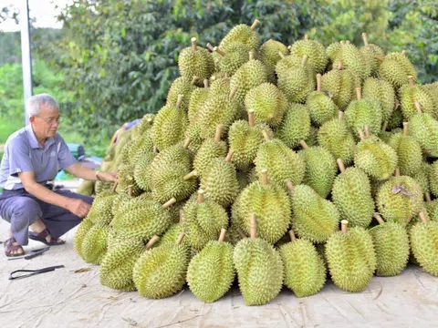 Kết quả kiểm tra chất cấm trong sầu riêng Lâm Đồng