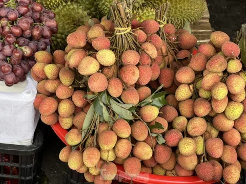 Vải thiều vào vụ, giá rẻ bất ngờ
