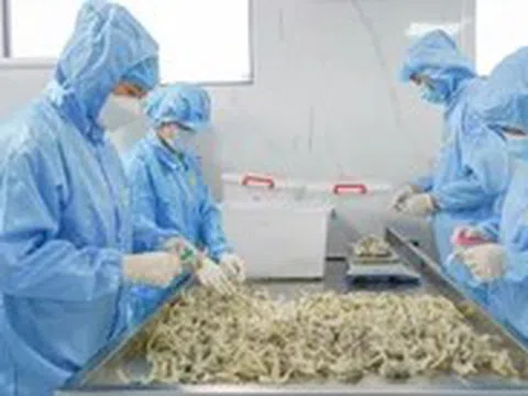 Cần đảm bảo chất lượng yến sào phục vụ người dân
