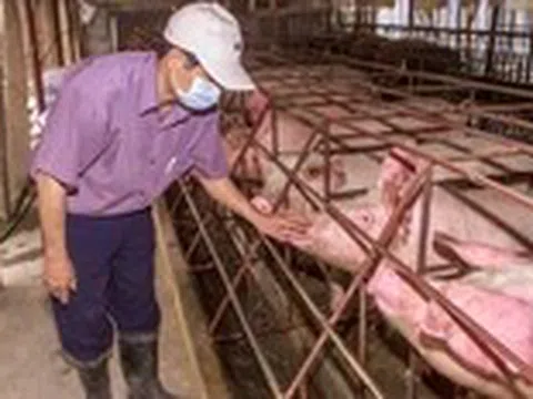Giá heo hơi miền Nam 'lên đỉnh', người nuôi bớt lo