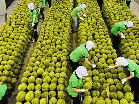 Ngụp lặn giữa khủng hoảng, sầu riêng Việt 'lội ngược dòng' thế nào?