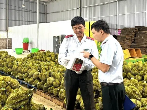 EU sắp thanh tra sầu riêng Việt Nam