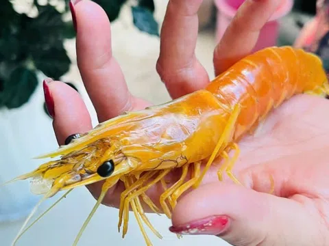 Nuôi tôm hơn 25 năm, phát hiện con tôm sú vàng như luộc