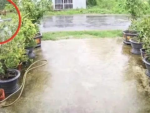 Cây phượng ngã đổ làm đứt dây điện, khiến 2 người bị điện giật tử vong