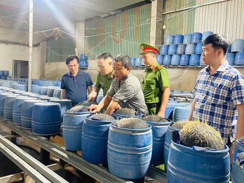 Khởi tố ba đối tượng sản xuất hàng trăm tấn giá đỗ độc hại tại Lào Cai