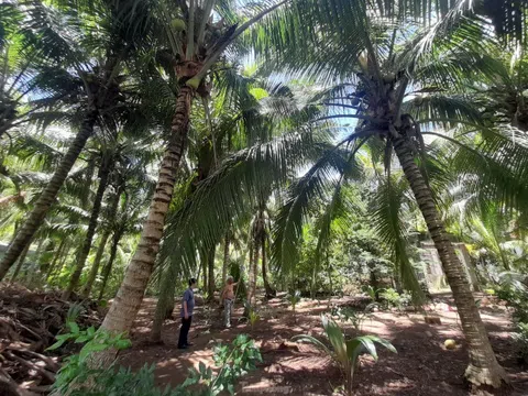 Lãnh đạo Trà Vinh chỉ đạo khẩn khống chế sâu gây hại cây chủ lực