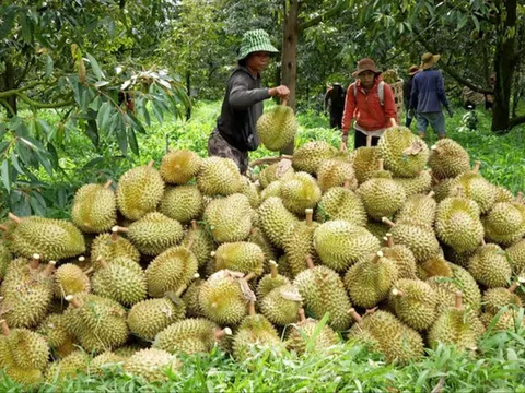 Đại phẫu 'vua' trái cây tỷ USD - Bài 1: Vì sao Cục Bảo vệ thực vật phớt lờ cảnh báo?