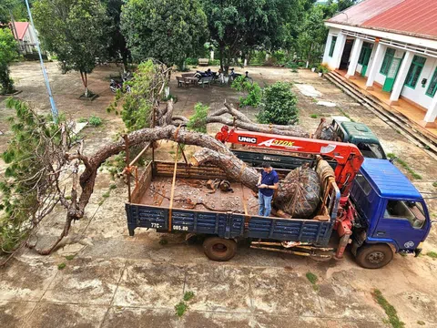 Tạm giữ xe tải chở 2 cây thông bonsai