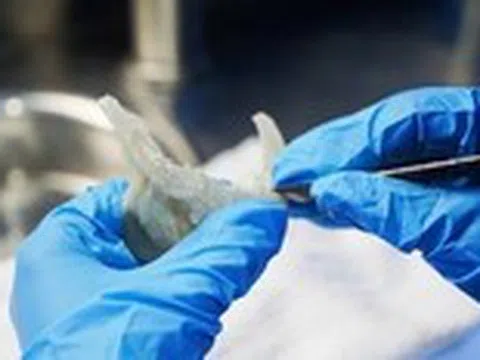 Vinh danh 2 di sản văn hóa phi vật thể quốc gia của Yến sào Khánh Hòa