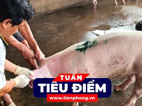 TIÊU ĐIỂM: Kết quả xác minh vụ đóng dấu kiểm dịch sai đối với heo bệnh của Công ty C.P
