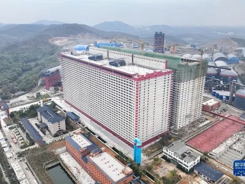 Đề xuất xây 'chung cư' cho... lợn