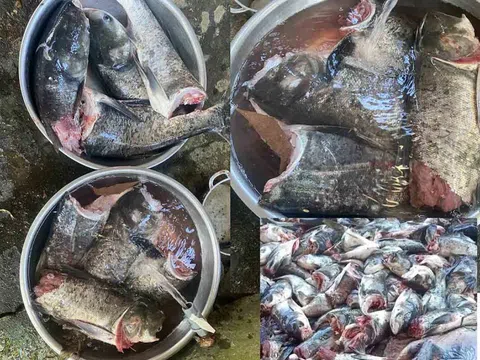 Lãnh đạo tỉnh Hà Tĩnh nói gì về vụ 10 tạ cá mè bị chết ở cửa xả nước hồ Kẻ Gỗ