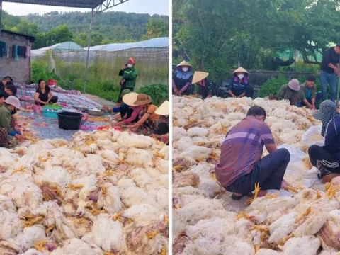 Hơn 10.000 con gà chết ngạt trước ngày xuất chuồng, chủ trang trại mất trắng tiền tỷ