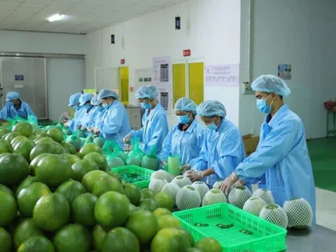 Lý do xuất khẩu rau quả sụt giảm mạnh