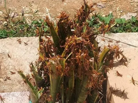 Châu chấu tre bùng phát, 12 tỉnh phía Bắc triển khai biện pháp ngăn chặn