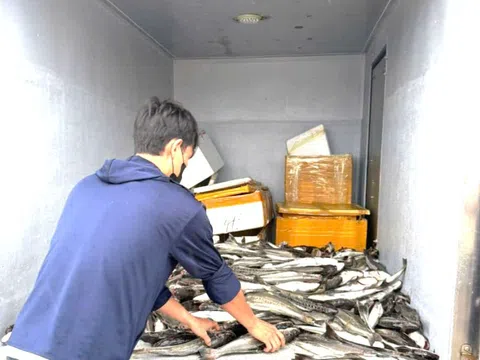Mưa lũ tại miền Trung diễn biến phức tạp: Cá nuôi chết hàng loạt, người dân mất tiền tỷ