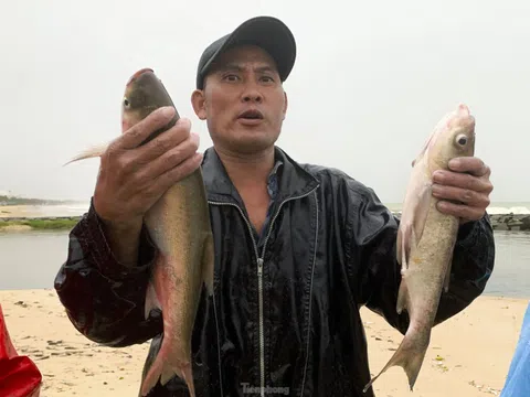 Người Đà Nẵng đổ ra biển bắt cá nước ngọt sau mưa