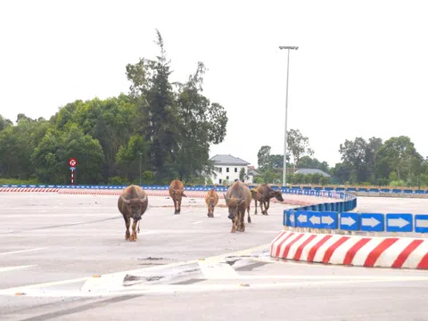 Trâu, bò ‘đi dạo’ trên đại lộ nghìn tỷ