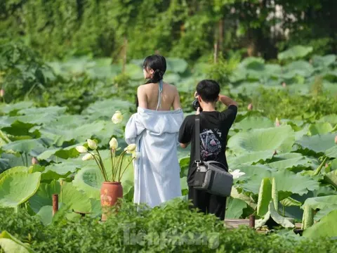 Bất chấp nóng bức, các nàng thơ vẫn nô nức chụp ảnh với sen Hồ Tây