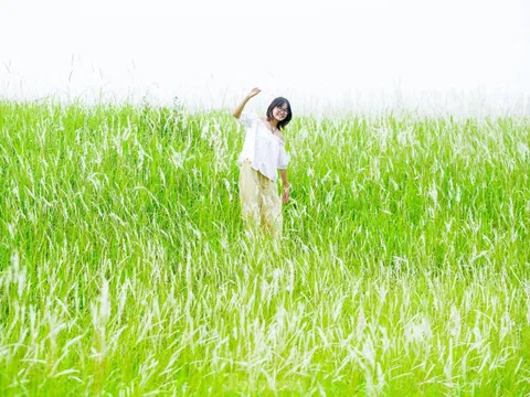 Mê mẩn cỏ lau trắng muốt phủ trắng triền đê ở Hà Nội