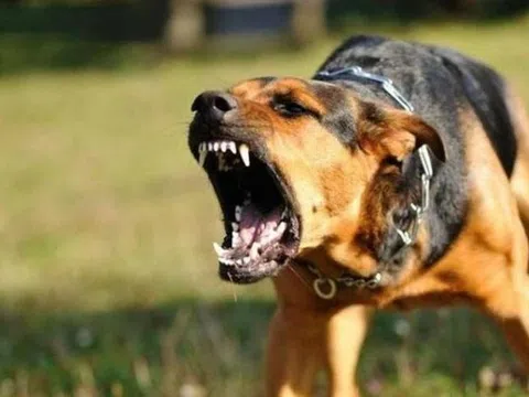 Bé trai 2 tuổi bị chó cắn lộ xương sọ