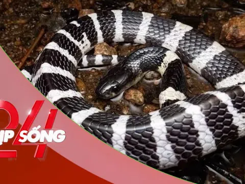 NHỊP SỐNG 24: Rắn bò trong điều hòa ra cắn bé gái: Tại sao rắn hay chui vào điều hòa?