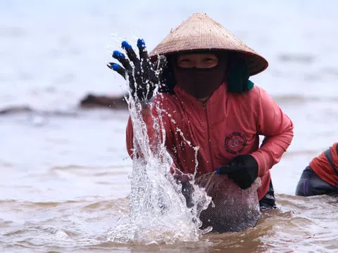 Ngụp lặn với sóng nước, kiếm nửa triệu mỗi ngày từ rong biển