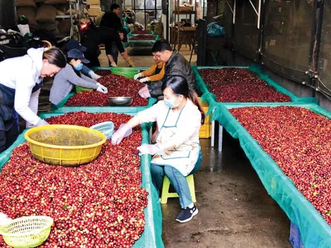 Lý do giá cà phê lao dốc