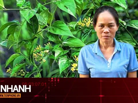 TIN NHANH: Lời khai của ‘lang băm’ bán thuốc nam có chứa độc tố lá ngón gây chết người